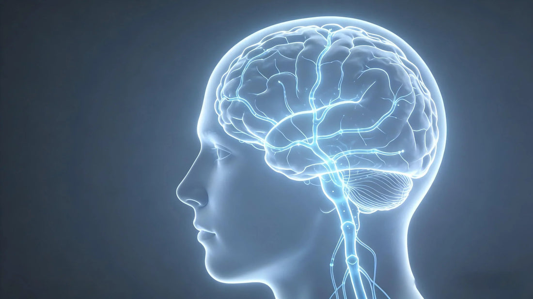 Neuroscience diagram showing memory consolidation and information transfer during deep NREM sleep.
