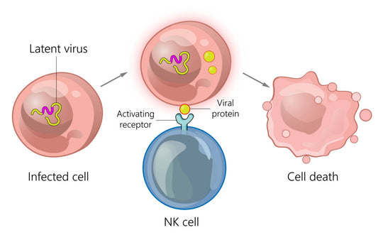 Natural Killer cell attacking a virus-infected cell, AI generated