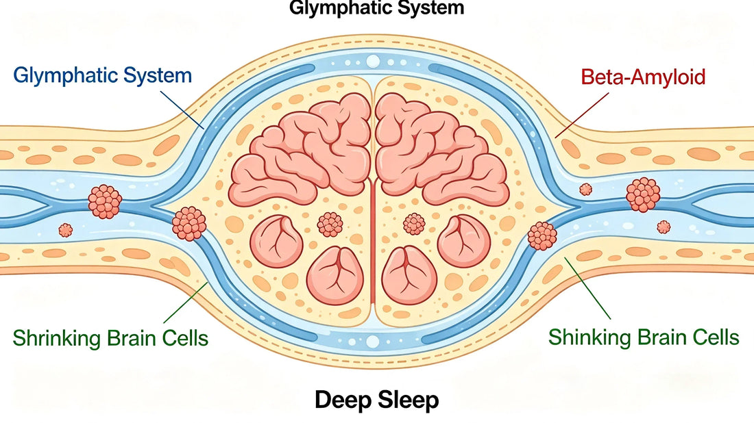 Glymphatic Flow during Sleep: Cell shrinkage allows cerebrospinal fluid to pressure-wash neural waste.