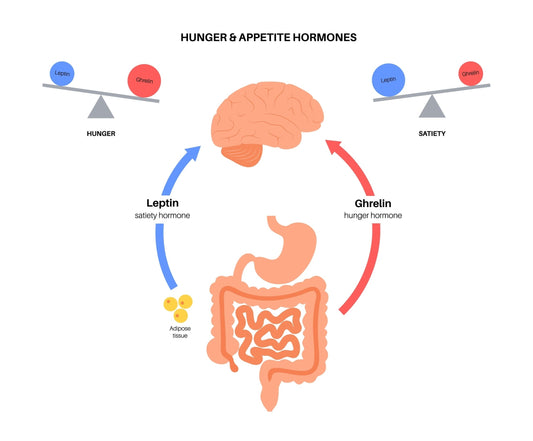 The Metabolic Engine: Why Sleep is the Secret to Biological Balance