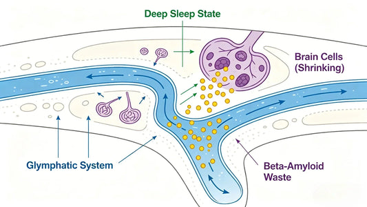 Infant Sleep is the Blueprint for Brain & Physical Development